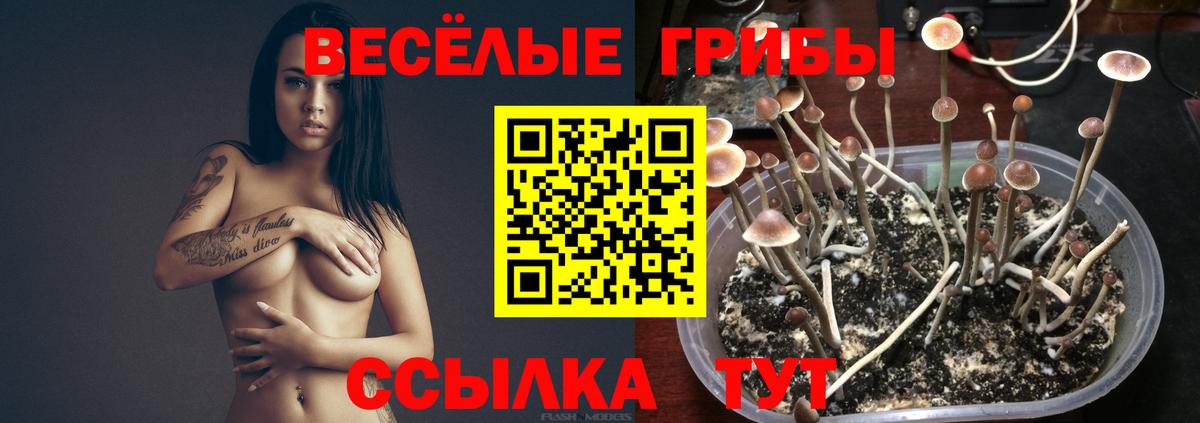 Галлюциногенные грибы прущие грибы Ржев